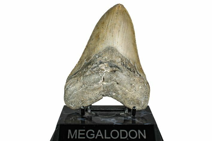 Fossil Megalodon Tooth - North Carolina #338589